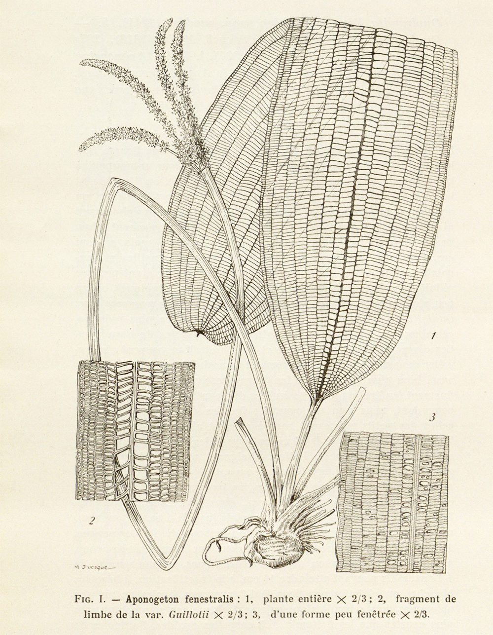 Zeichnung von Aponogeton madagascariensis aus Jumelle 1936
