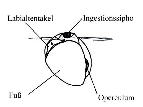 Skizze von Asolene spixii