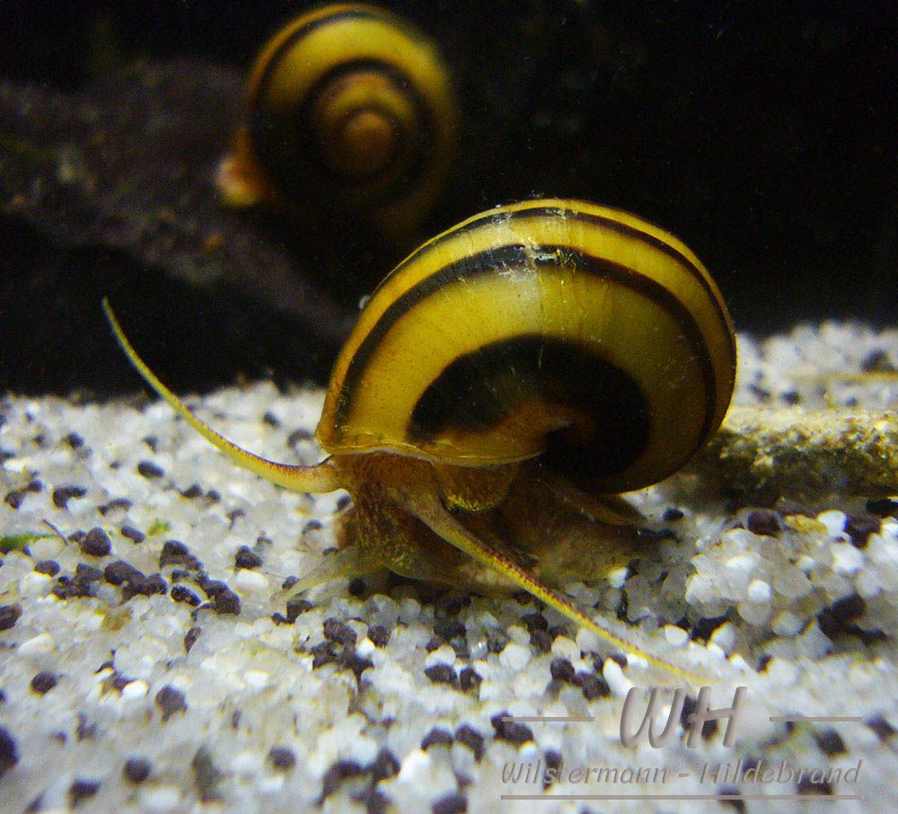 Zebra-Apfelschnecke im Aquarium