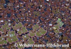 Azolla mit Winterfärbung