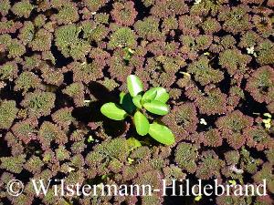 Azolla filiculoides