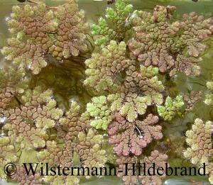 Azolla filiculoides