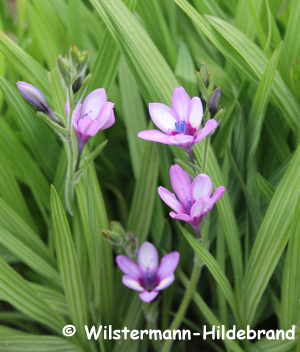 blühende Pavianblume