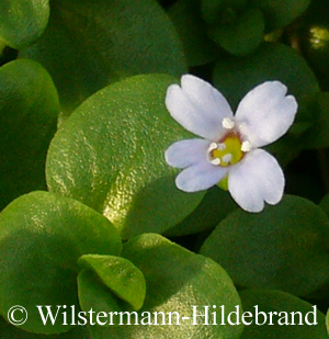 Blüte von Bacopa australis