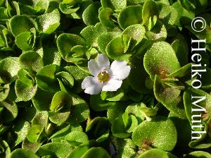 Bacopa im Freiland mit Blüte