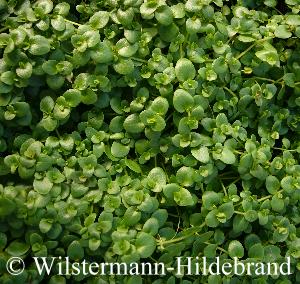 Bacopa australis