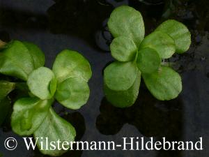 Bacopa crenata