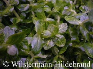 Bacopa lanigera