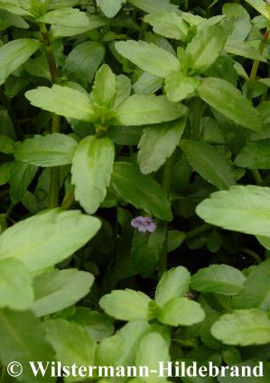 Bacopa madagascariensis
