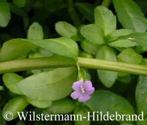 Blüte an Bacopa madagascariensis