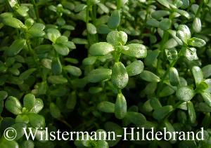 Bacopa monnieri emers