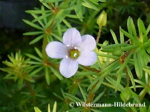 Bacopa myriophylloides