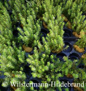 Töpfe mit Bacopa myriophylloides