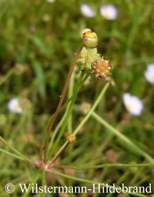 Früchte des Igelschlauchs Baldellia ranunculoides