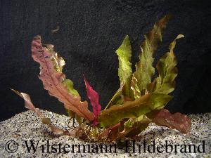 Barclaya longifolia im Aquarium