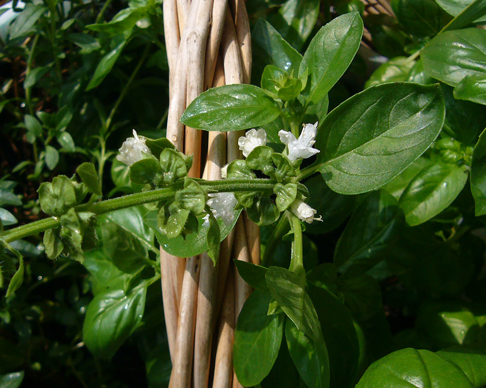 Blüten von Großem Grünen Genoveser Basilikum