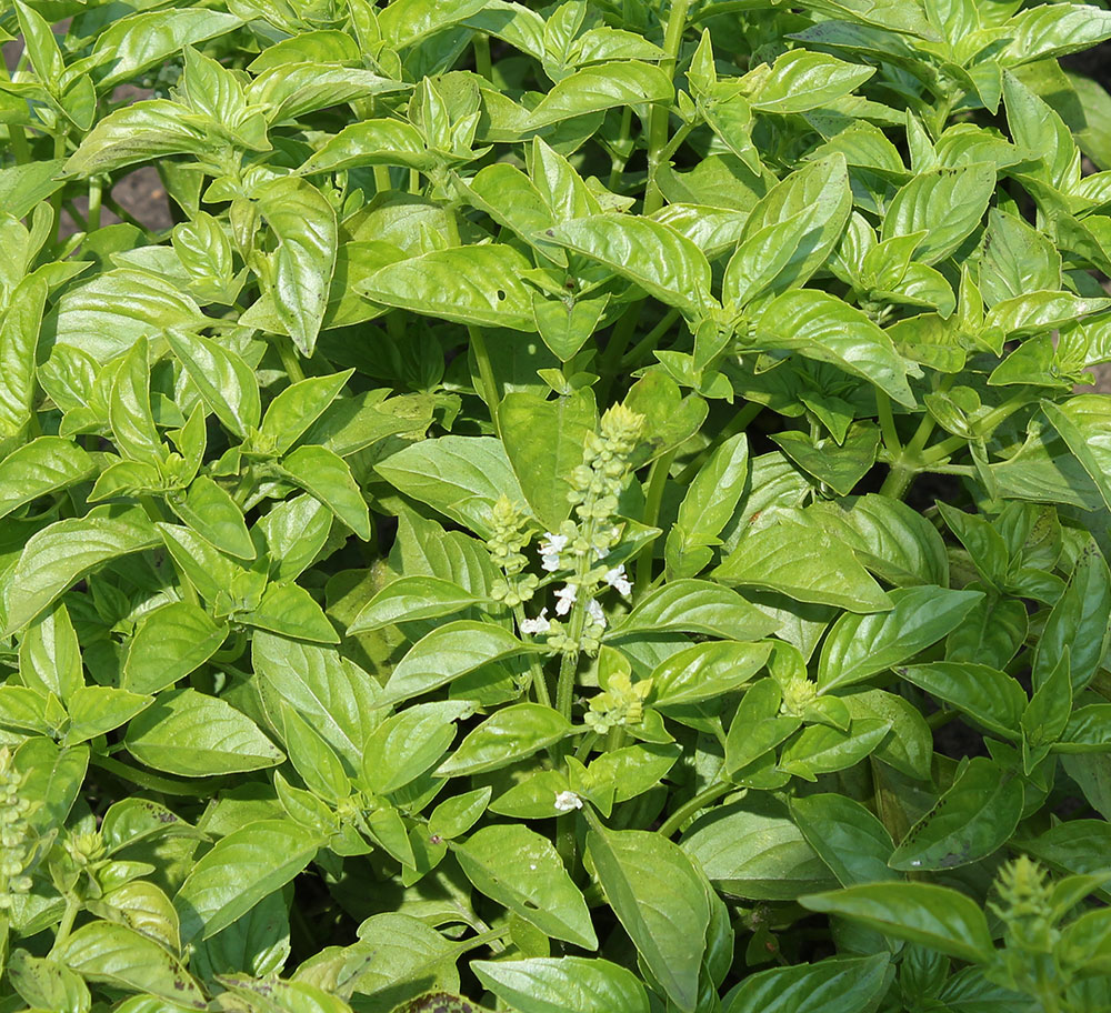 aromatischen Basilikumsorten Basilikum-Vielfalt Samenset mit 3 sehr unterschiedlichen 