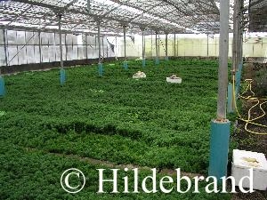 Beet mit zum Schnitt von St&auml;ngelpflanzen