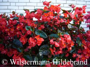 Begonia benariensis