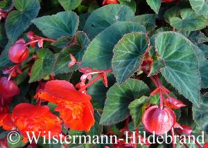 Laub von B. tuberhybrida