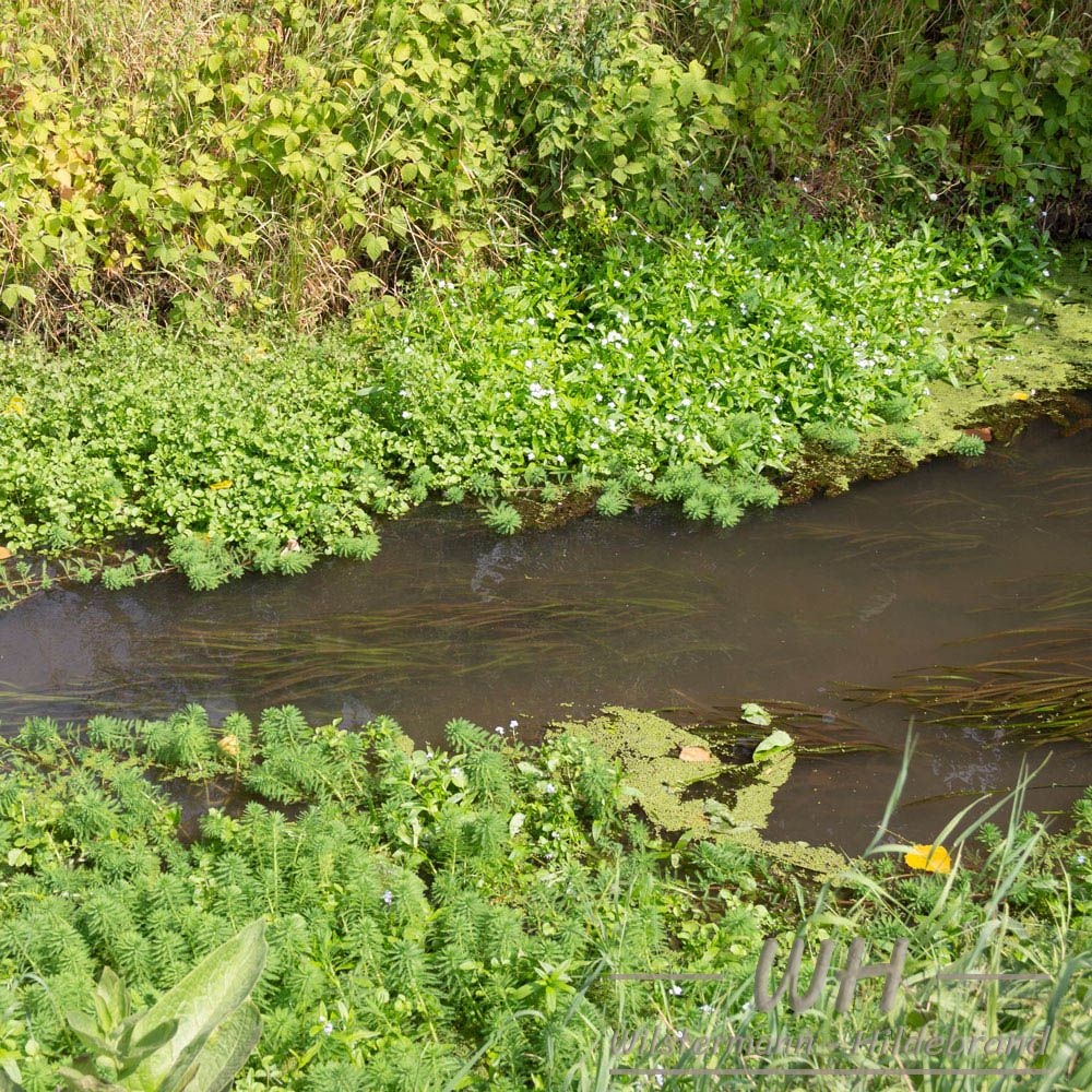 Myriophyllum und Vallisnerien im Bendgraben