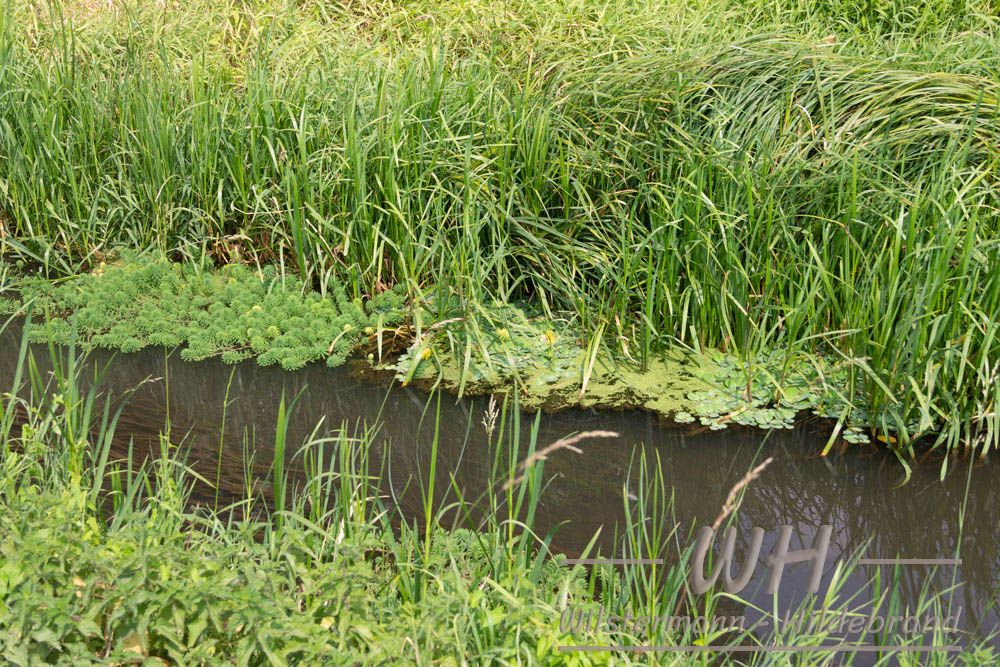 Bendgraben mit Brasilianischem Tausendblatt, Vallisnerien, Wasserlinsen und Muschelblume