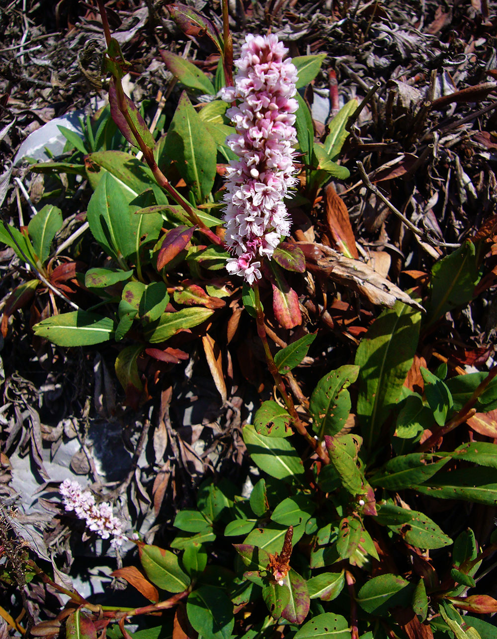 Bistorta Polygonum affine