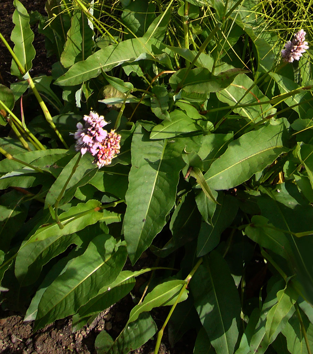 Bistorta officinalis