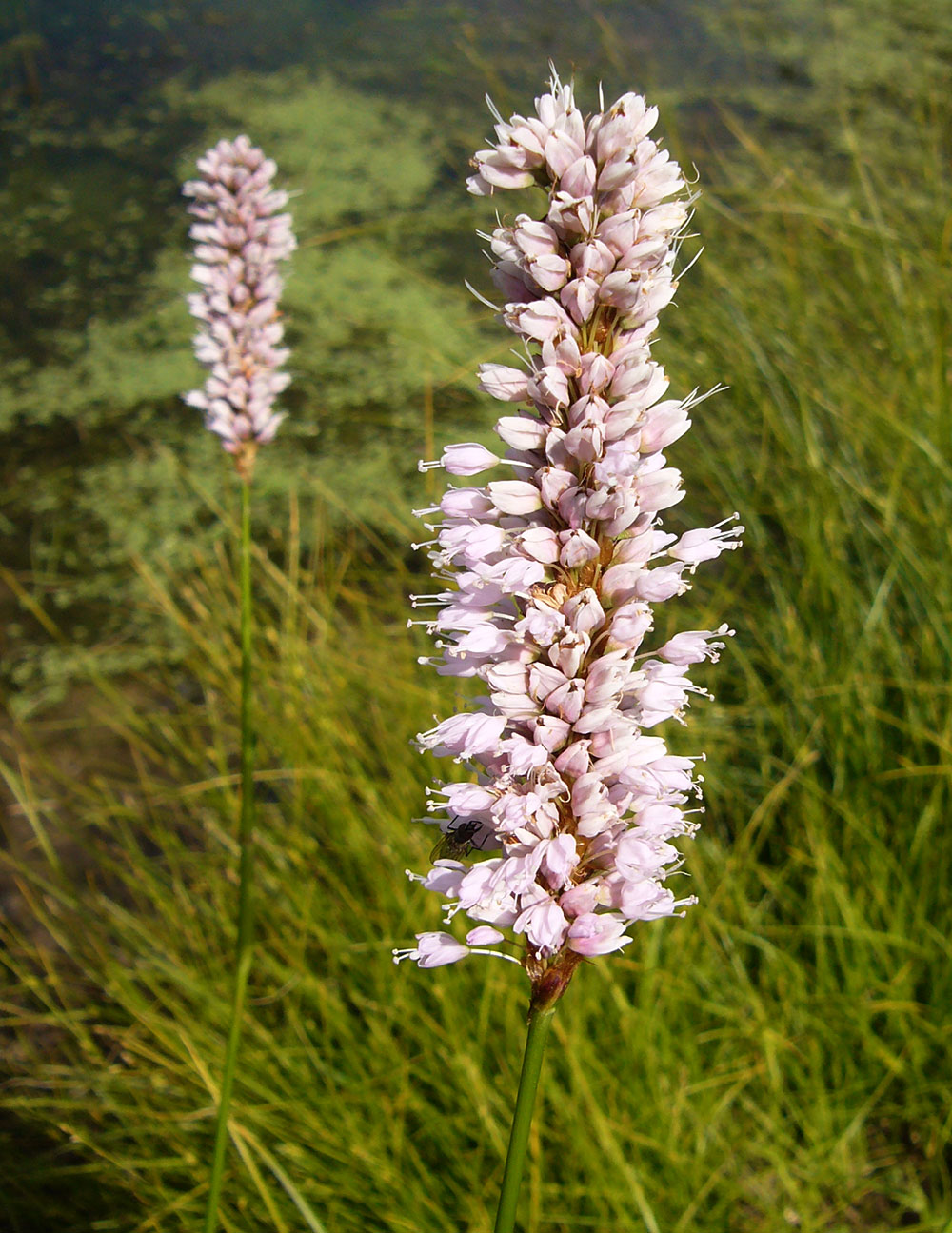 Bistorta officinalis