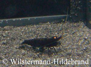 Black-Tiger-Garnele