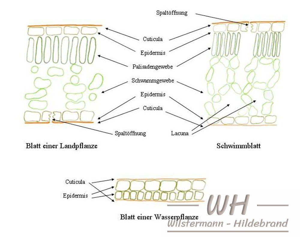 zellulärer Aufbau von Blättern