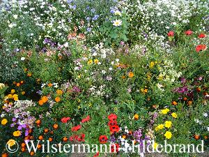 Blüten verschiedener Sommerblumen