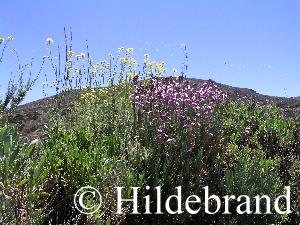 es war besonders bunt