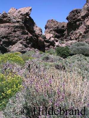 es hatte einige Wochen vorher geregnet