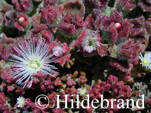 salztolerant und wenig trockenheitsanf&auml;llig