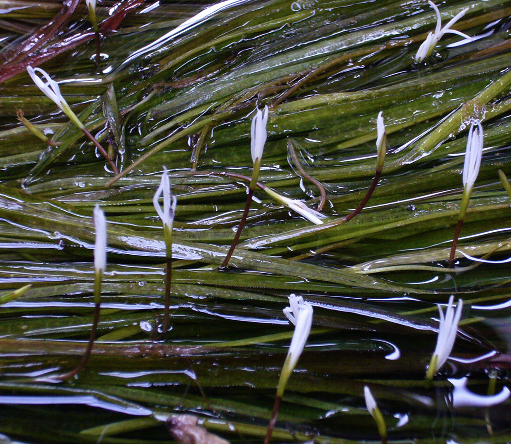 Blüten von Blyxa aubertii