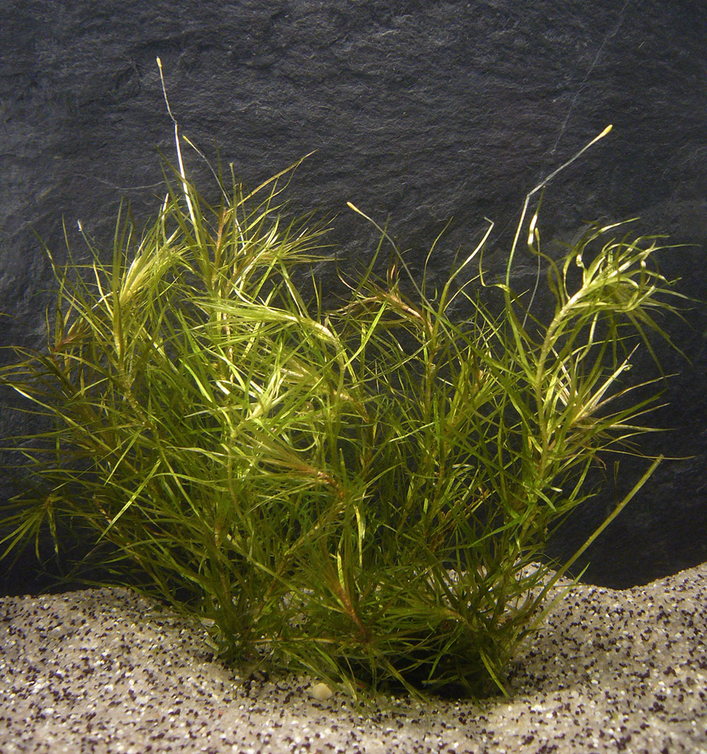 Blxa japonica