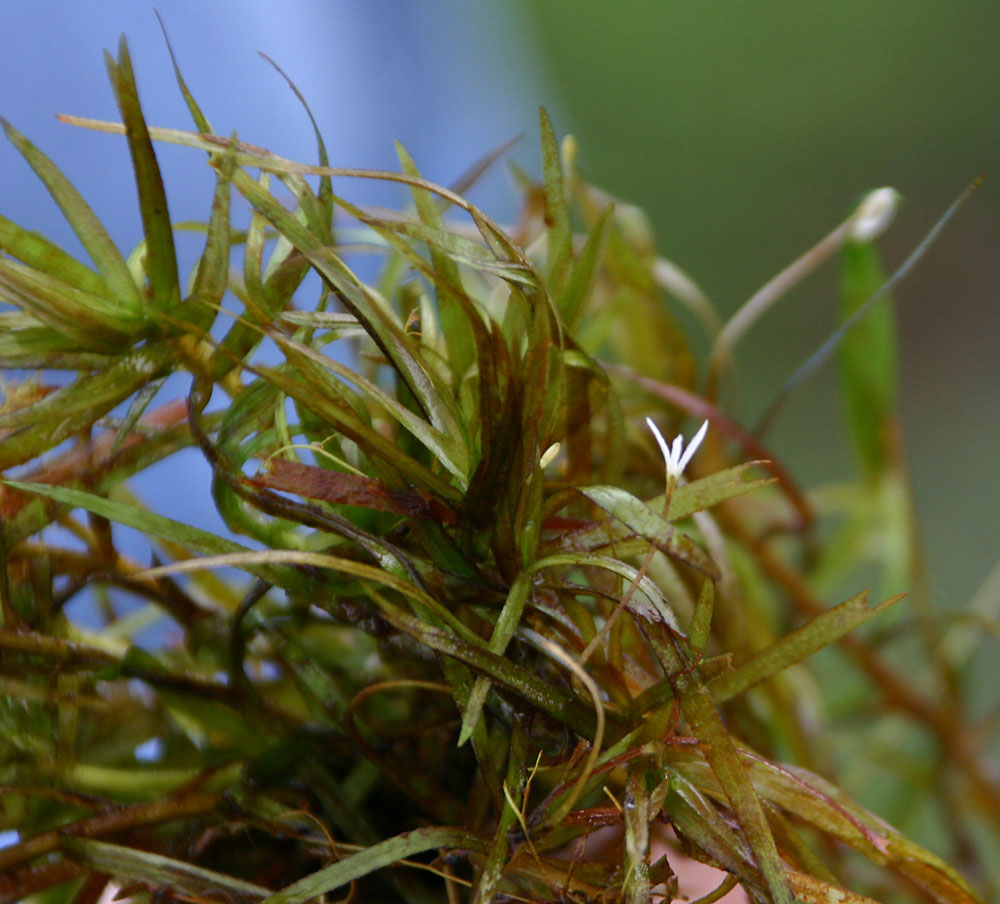 Blxa japonica var alternifolia mit Blüte