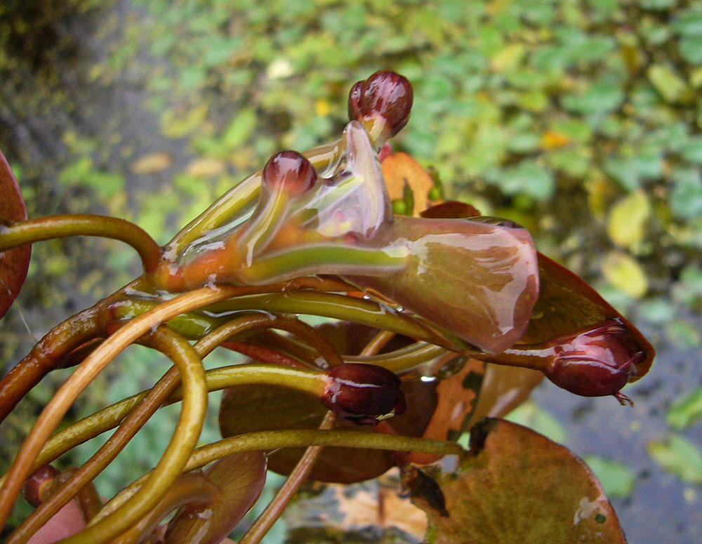 Schleim an Brasenia schreberi