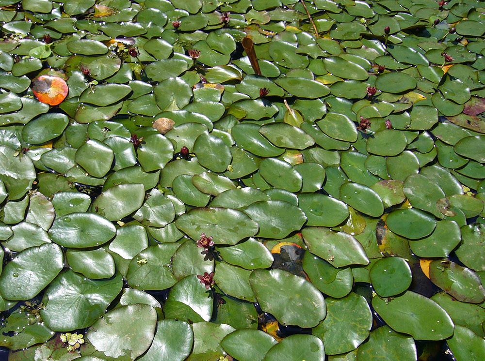 Unterwasserblätter von Brasenia schreberi
