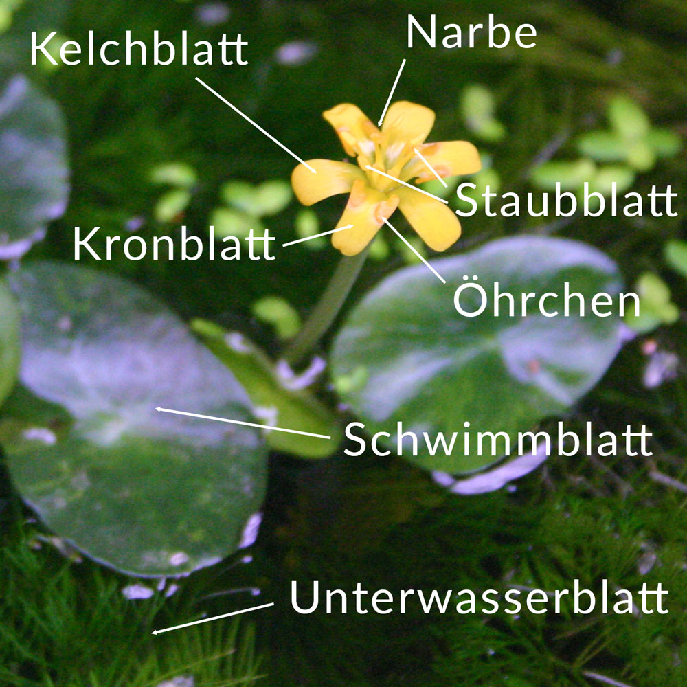 Cabomba-Blüte mit Beschriftung