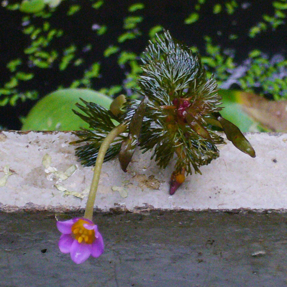 Blüte, Schwimmblätter und Knospen von Cabomba furcata
