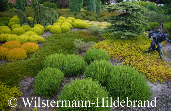 Gartenanlage mit Calluna