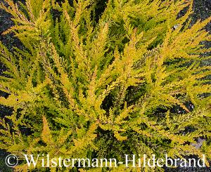 Calluna mit gelbem Laub