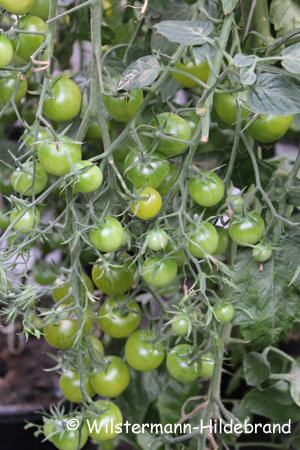 grüne Cherry-Tomate Limetto