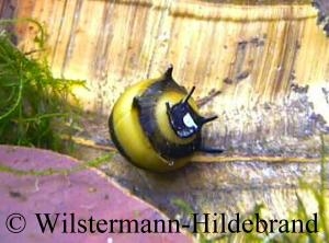 gelb-schwarze Geweihschnecke