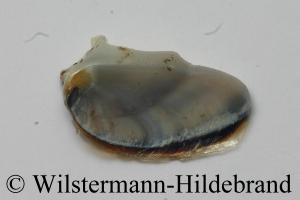 Operculum von Clithon diadema