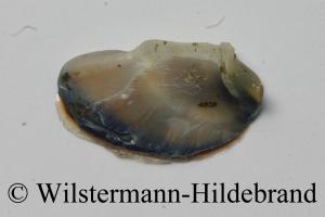 Operculum Innenseite