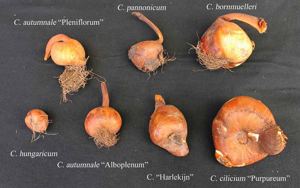 Knollen verschiedener Colchicum-Arten