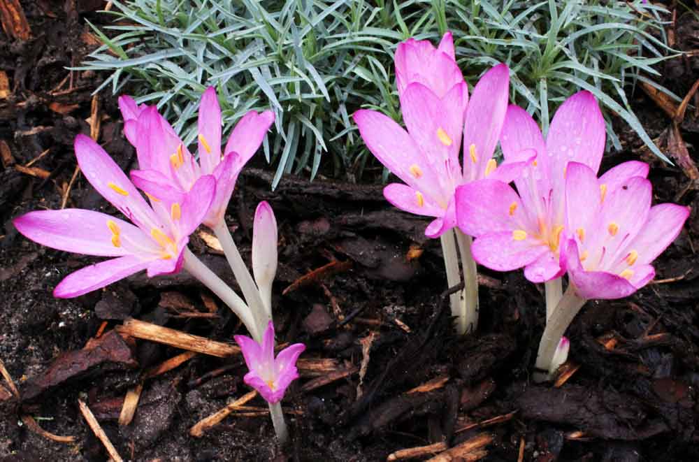 Colchicum The Giant